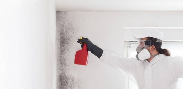 Best Crawl Space Mold Remediation in Mccall, ID