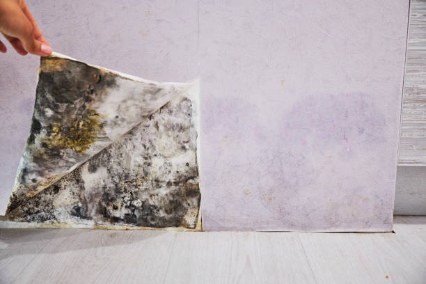Best Preventive Mold Services in Mccall, ID